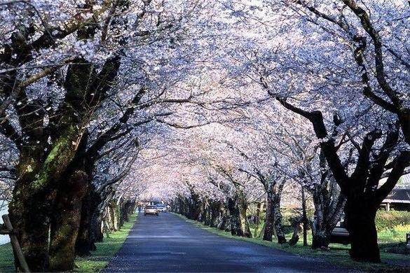 Cùng hướng dẫn viên tiếng Nhật ngắm hoa anh đào vào mùa xuân